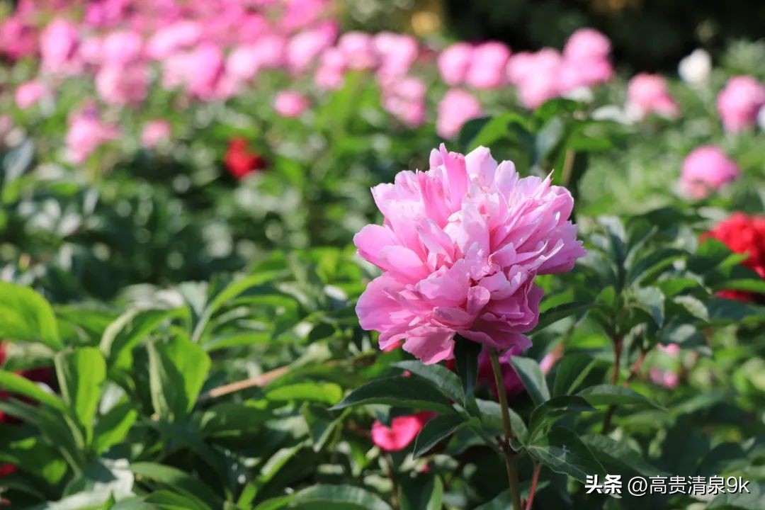 鐭湡鏃呮父鏀荤暐閰掑簵鎺ㄨ崘,涔愬北灏忎紬韪忔槬鎵撳崱鍦扮偣鎺ㄨ崘