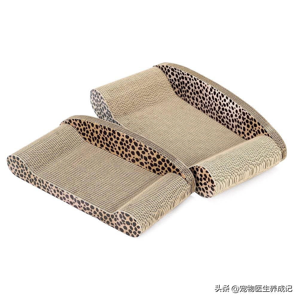 养1只英短蓝猫的注意事项,养蓝猫注意的事项