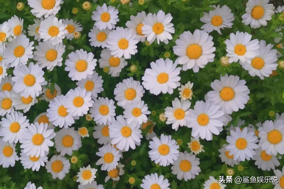 情商低的人说话很经典,逢人就说这三句话是情商低的表现