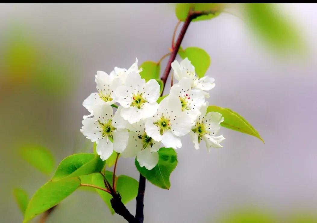 描写梨花最经典的诗句大全,带雨梨花的唯美诗句