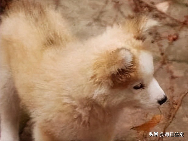 金毛不听话一直挠门怎么训,金毛挠门怎么办