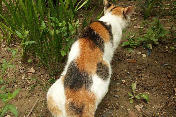 冷知识：动物会排便，人也会排便，为什么动物就不用擦屁股？