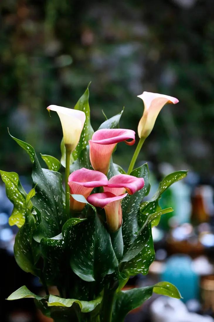 马蹄莲开花后的养殖方法,马蹄莲开花期间养护注意事项