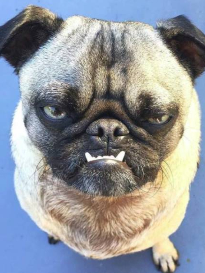 巴哥犬呕吐是怎么回事,巴哥犬呕吐怎么办