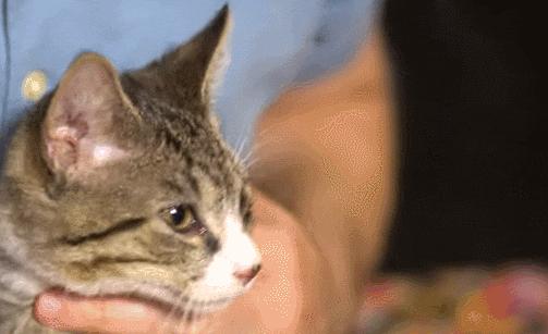 猫咪吃饭眼泪汪汪,猫咪吃饭流眼泪是为什么