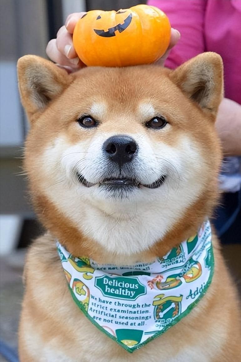 柴犬一般多少钱一只幼犬,纯种柴犬幼崽多少钱一只