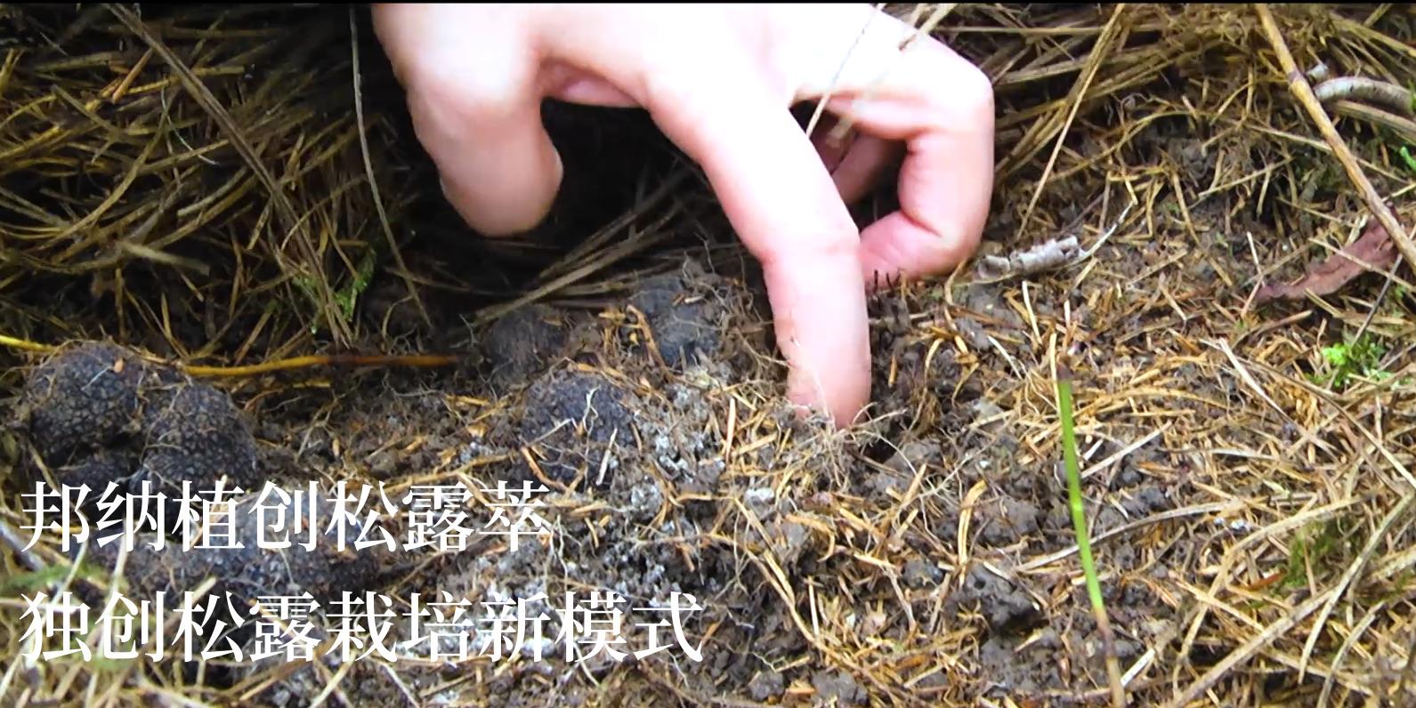 松露萃：洞藏老酒挂杯怎么看