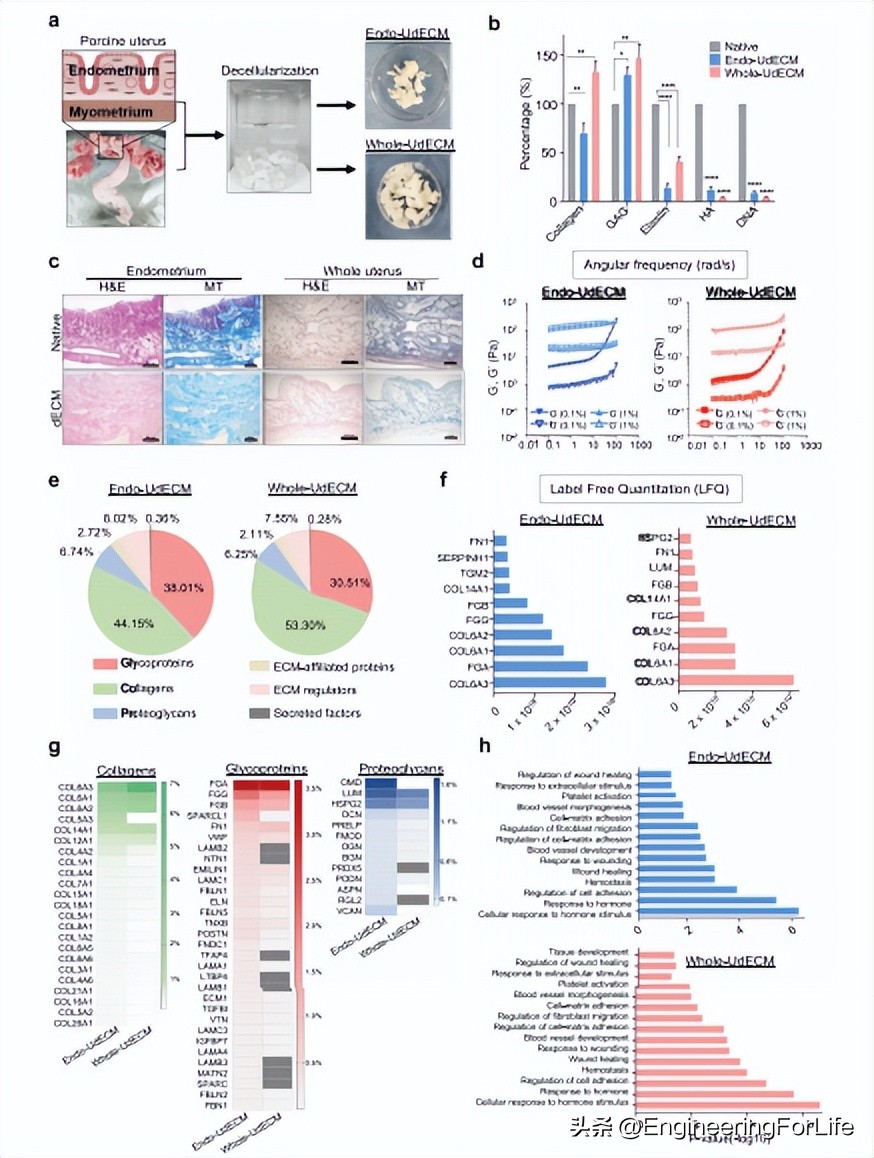 子宫来源的脱细胞ECM介导增强子宫内膜再生和生育能力