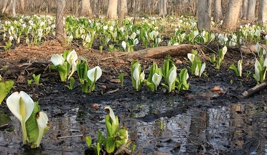 北海道的薰衣草花海在哪里,日本北海道薰衣草花海图片