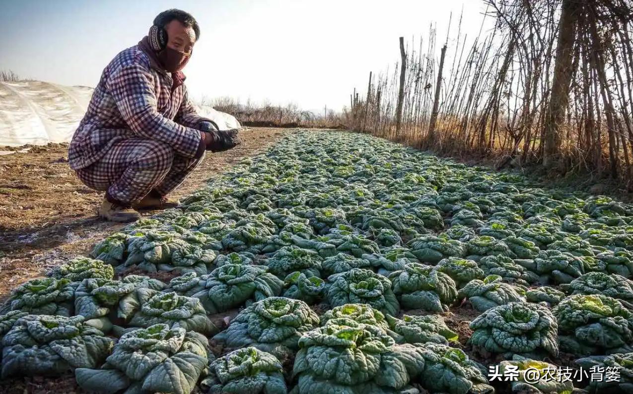 预防作物冻害最好的防冻剂,植物冻害了还能用防冻剂吗