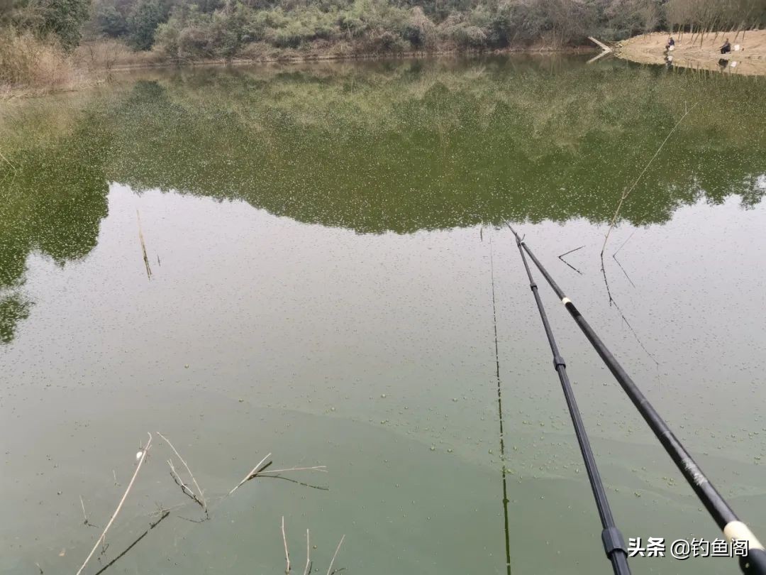 水质太肥鱼该怎么钓,水太肥了鱼不开口怎么钓