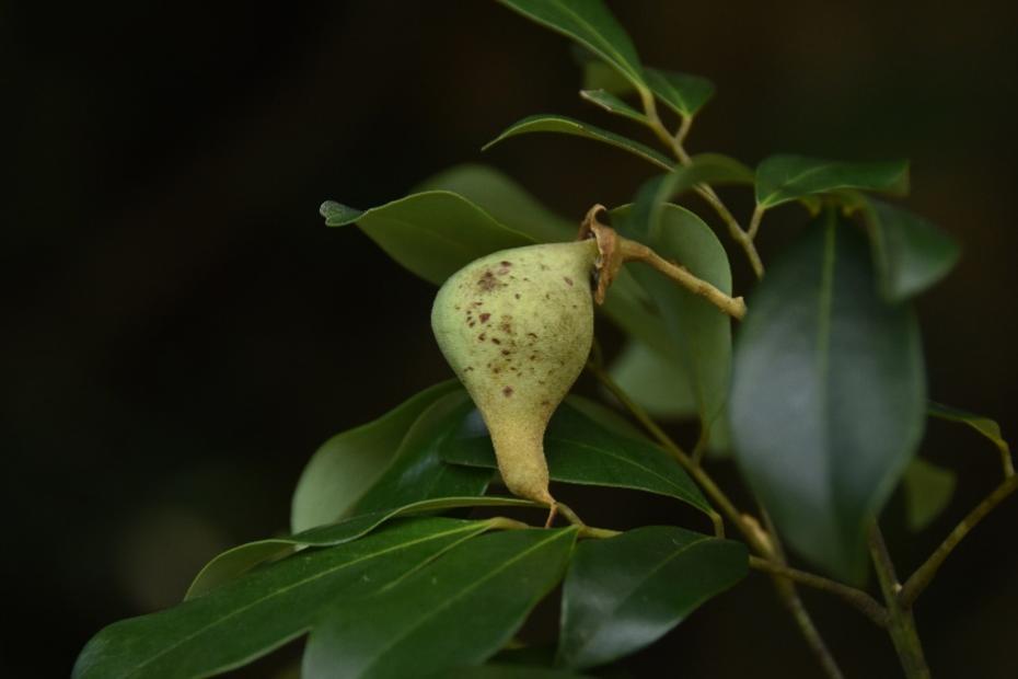 家底大揭秘！深圳究竟有多少“神奇生物”？