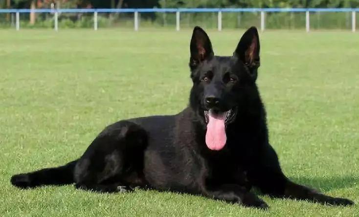 东德牧羊犬和平背德牧有什么区别,东德牧羊犬和西德区别