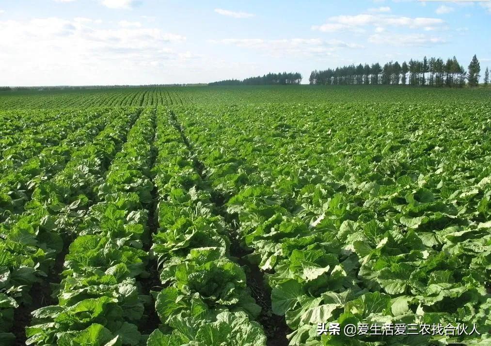 5个农村暴利小作坊推荐,农村集市暴利的小生意