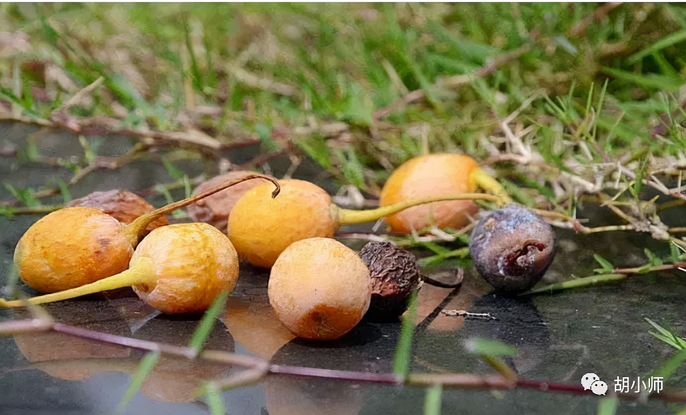 胡小师：初次创业该如何开始？