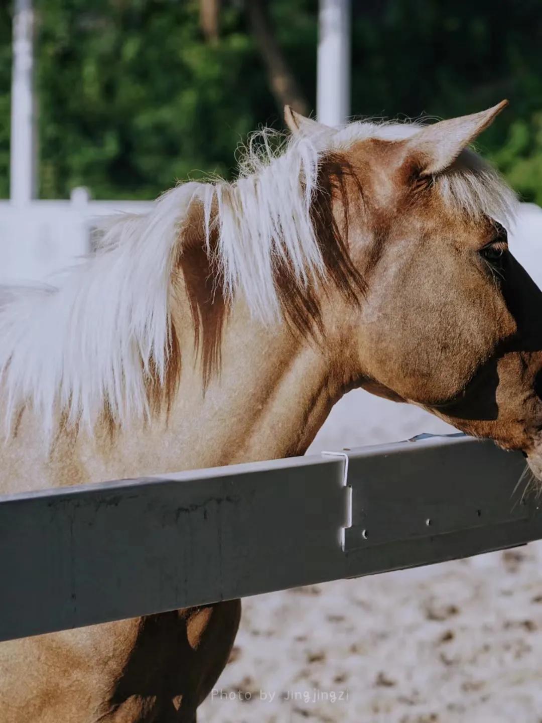 马是人类最有灵性的动物吗,马是一种非常强壮的动物