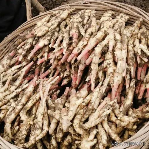 种姜不挖老姜行不行,种姜真的不容易种