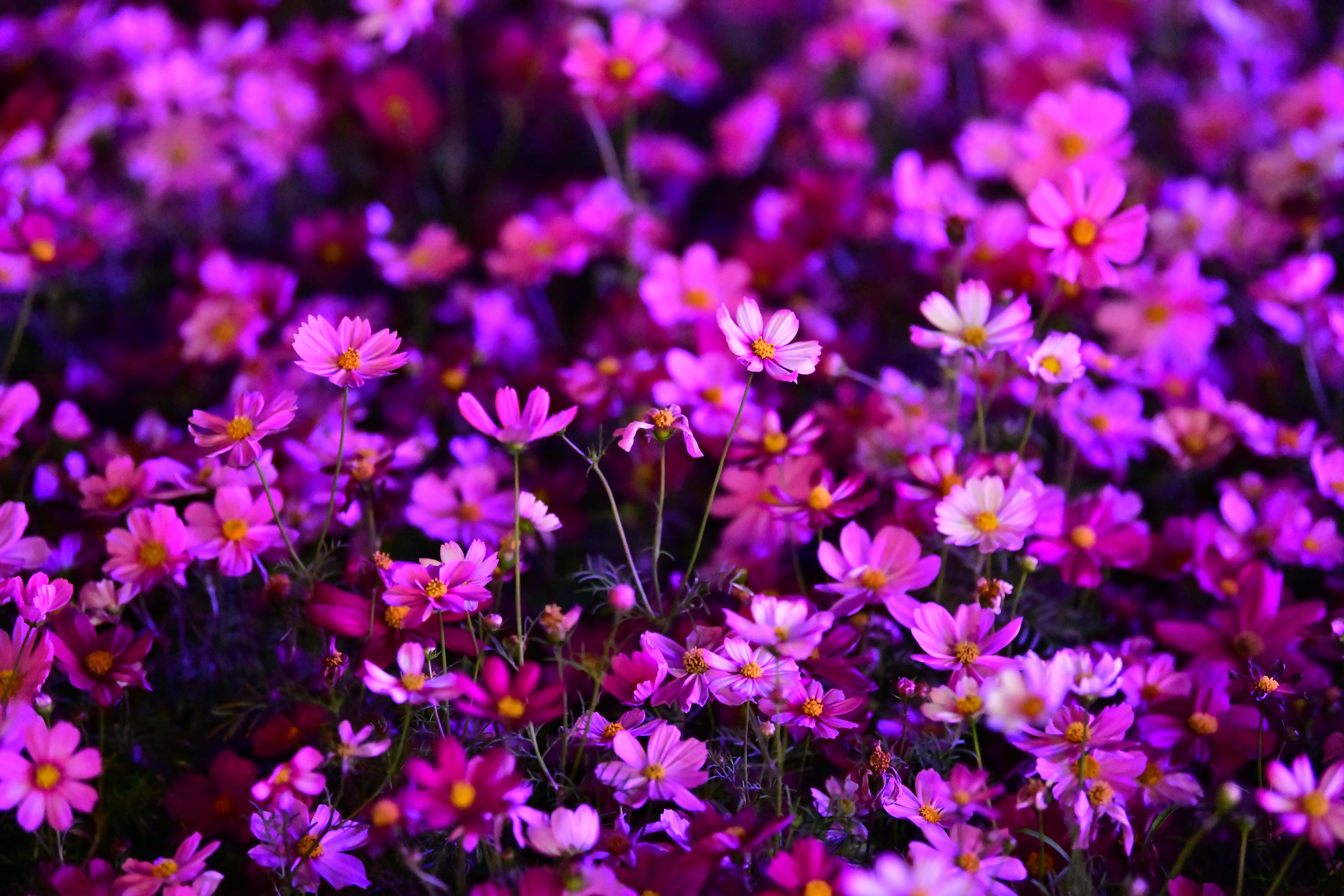 广州海心沙亚运公园视频,广州海心沙亚运公园游览图