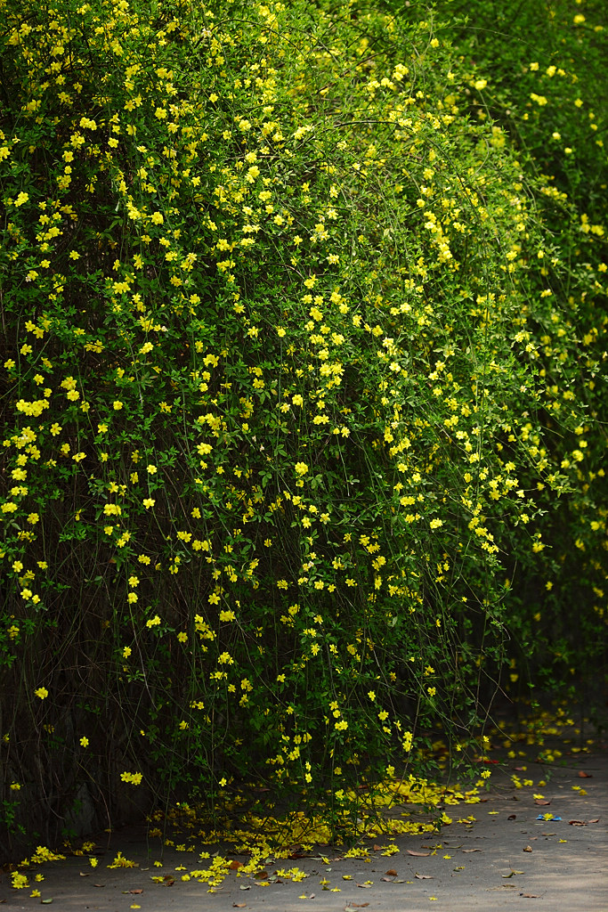 适合春季赏花的花,视觉盛宴五种赏花名花供您选择