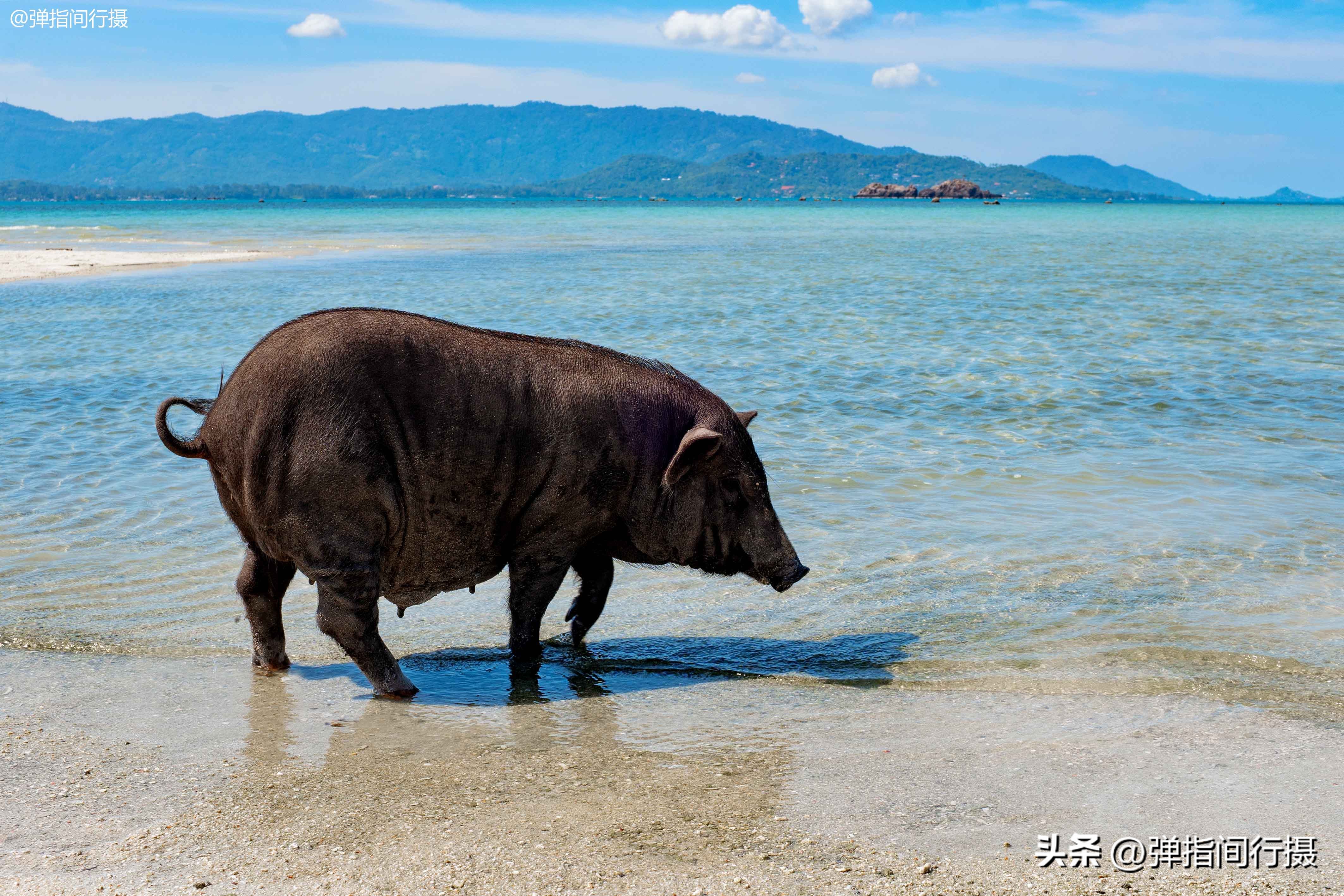 高端苏梅岛旅游攻略,苏梅岛一日游如何安排旅游