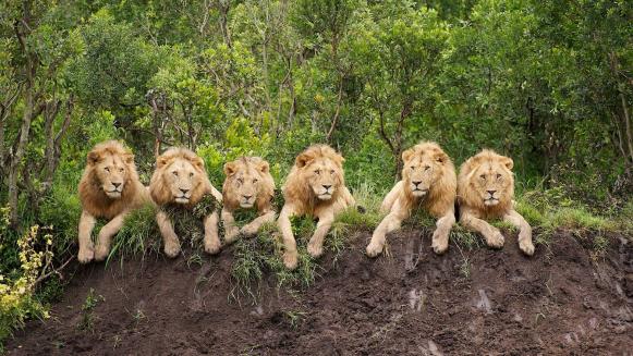 动物园的熊大熊二打架了,熊大与熊二打架完整一集