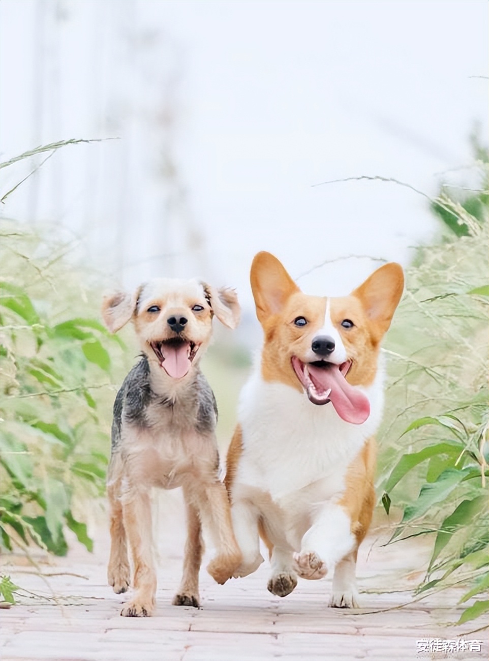 教你如何跑得快,如何在一周内快速跑得更快