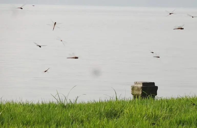 蜻蜓为什么只在夏天出现呢,很多蜻蜓聚集在一处是什么原因