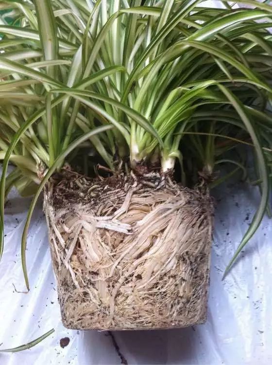 家居必备的几款高颜值中大型绿植,40款超治愈的家居绿植