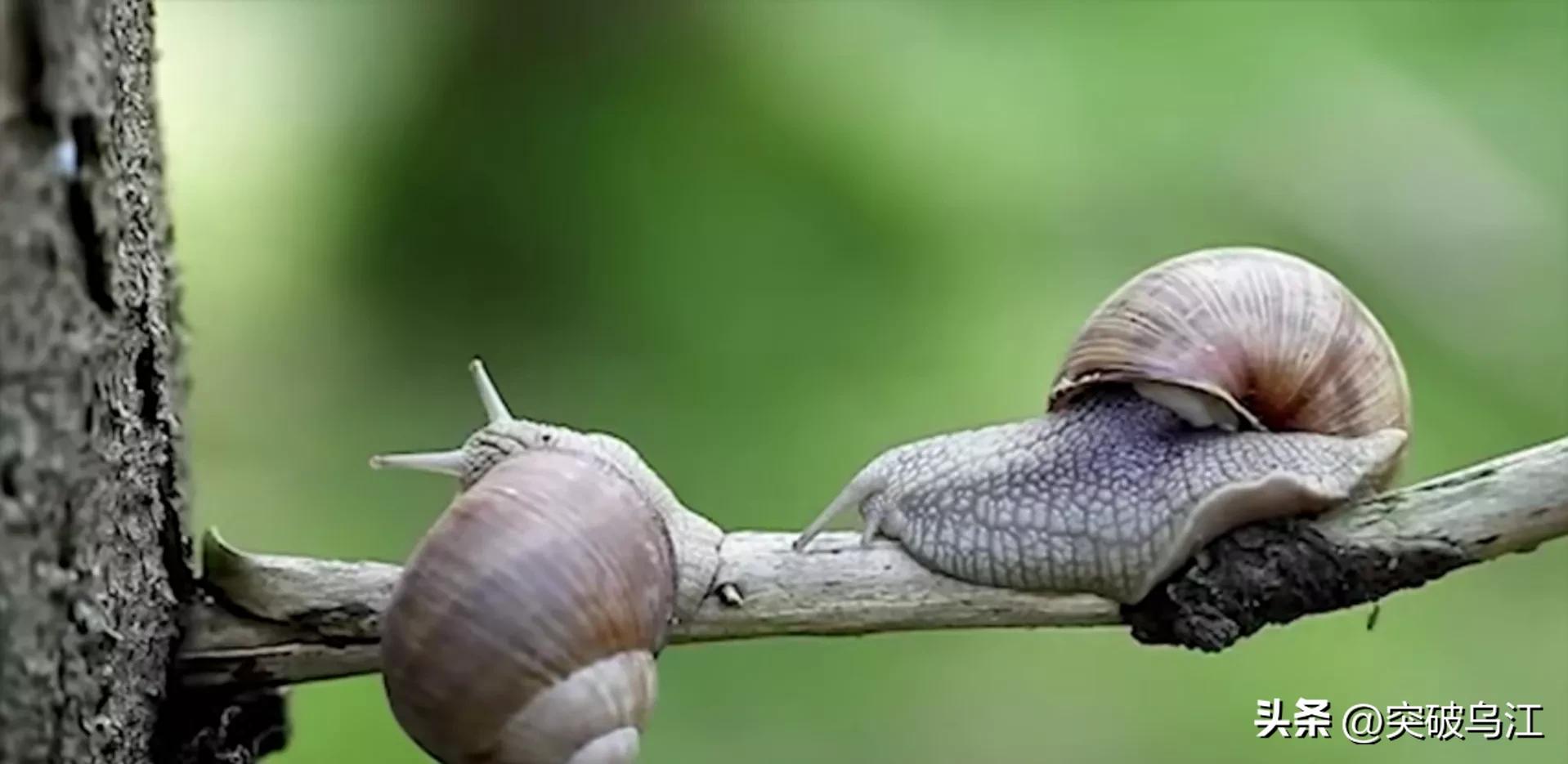 非洲大蜗牛在中国泛滥成灾，非洲人年吃15000吨，中国人不敢吃？