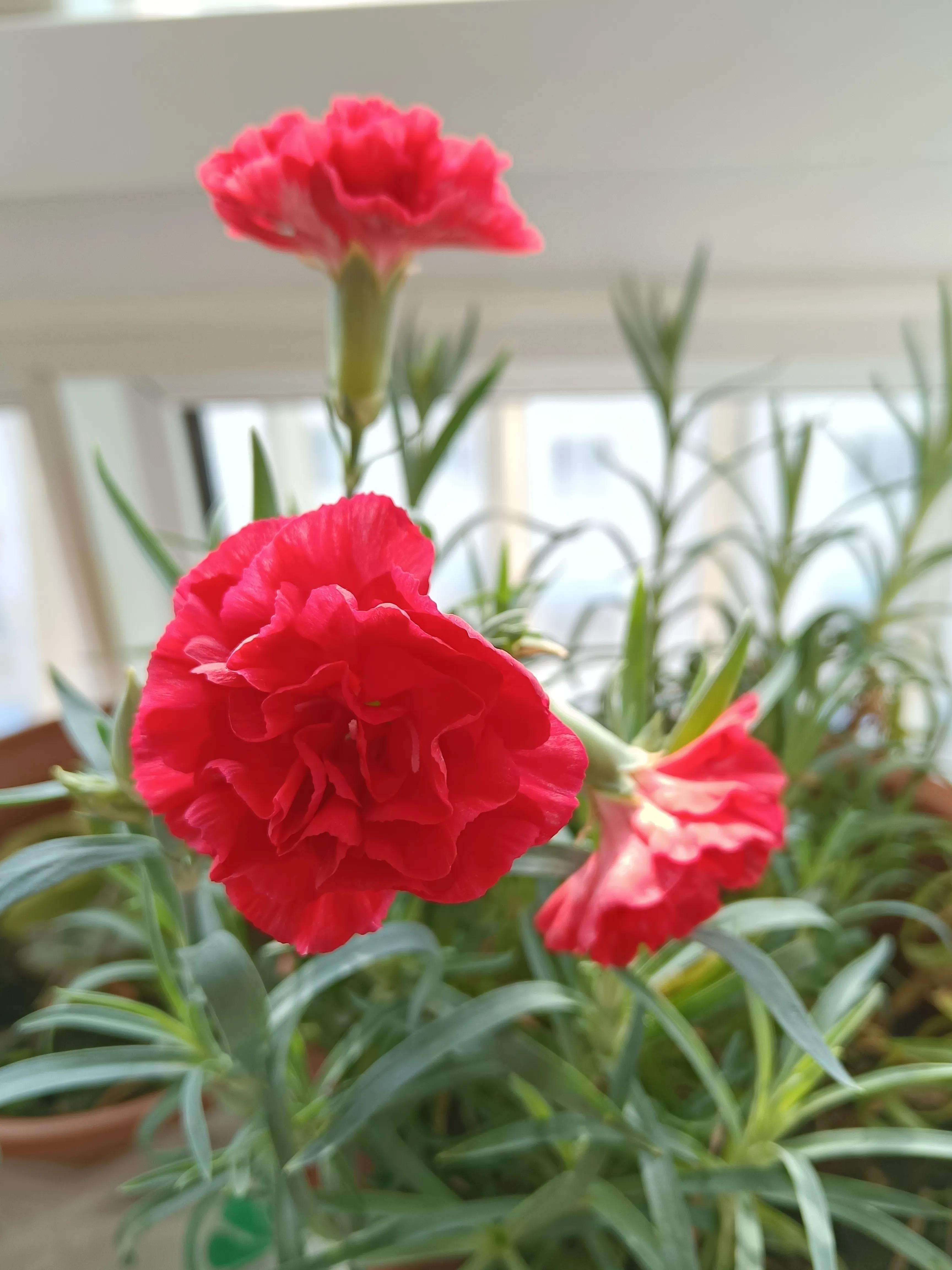 冬日里的向阳花,开在冬日的向阳花