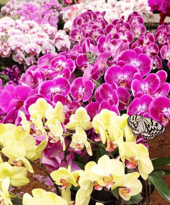 新年，贫富都要有“六种吉祥果”“六种吉祥花”，虎年虎虎生威