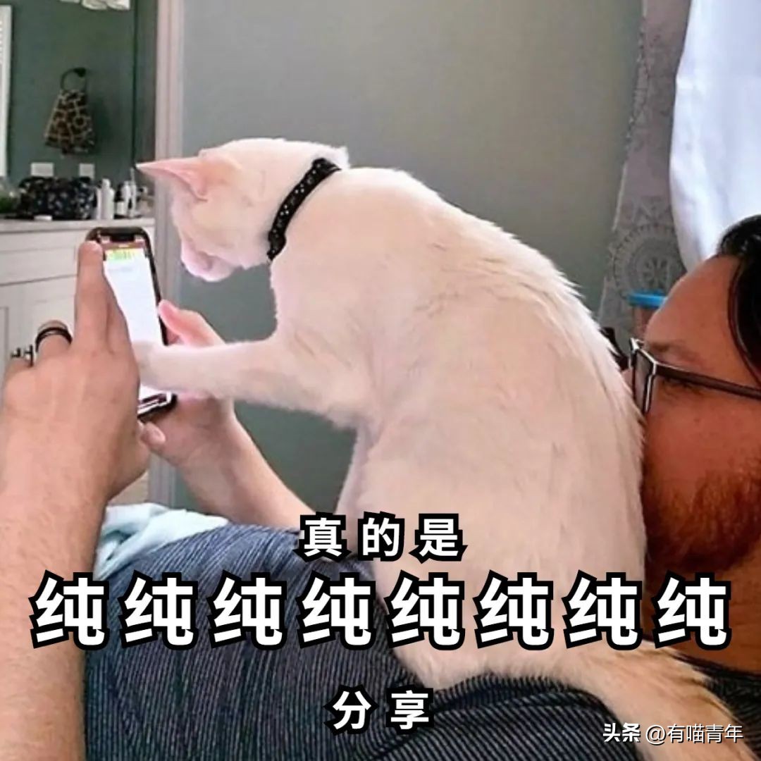 100件养猫好物,十元左右养猫好物分享