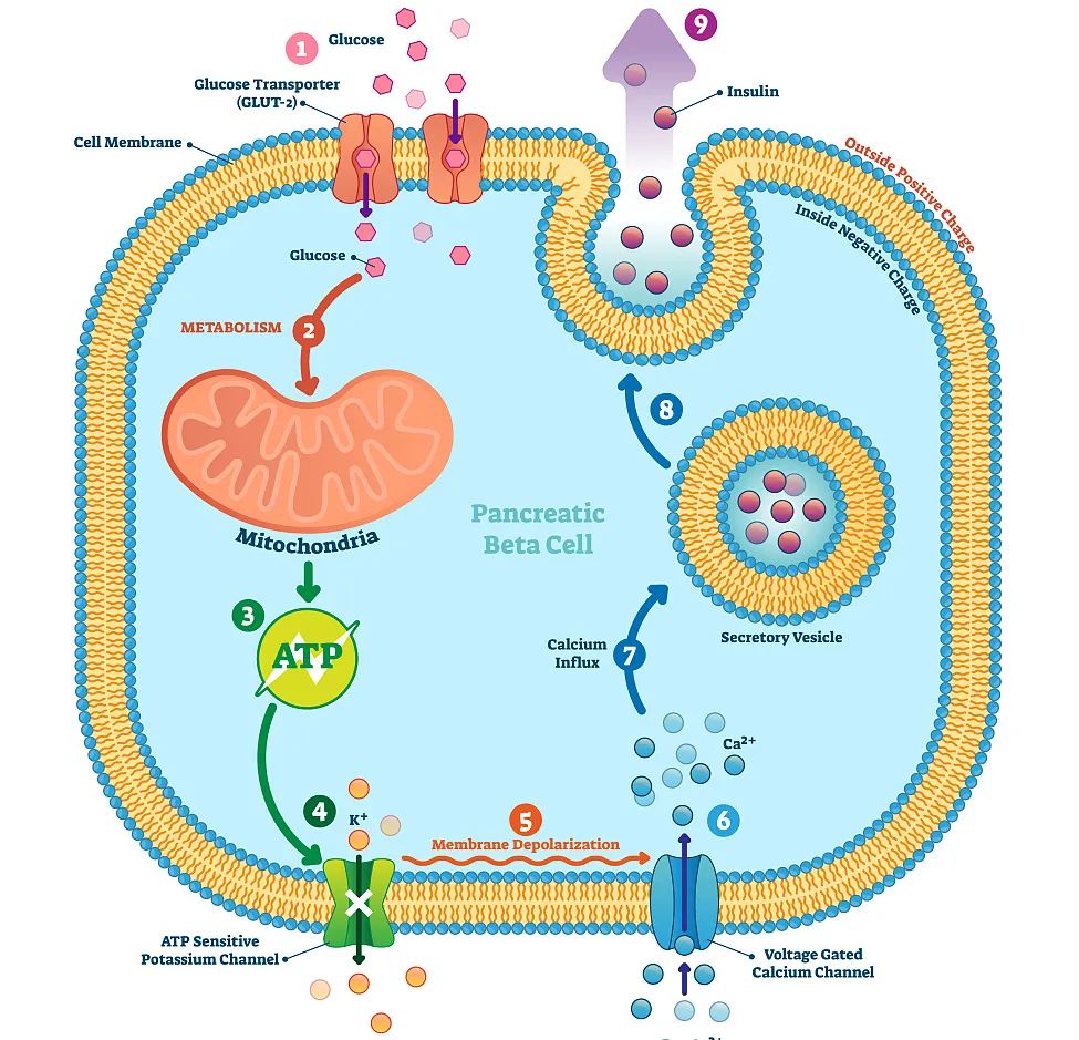 绿氧健,负氧离子健康科普