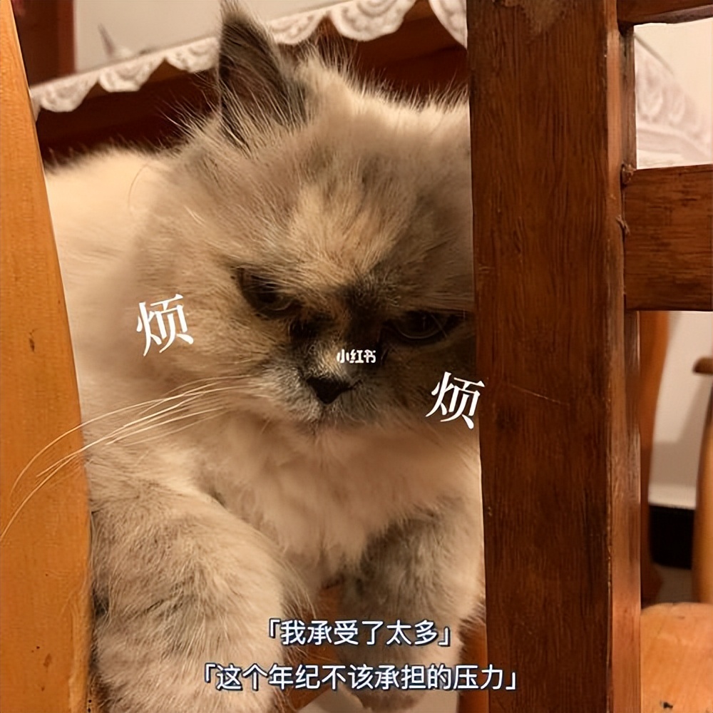 快速去除猫毛的办法,如何彻底消除猫毛