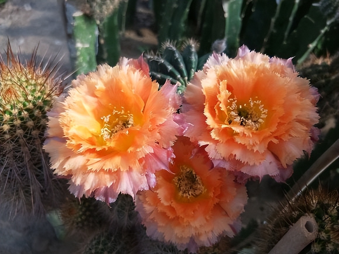 草球牡丹锦仙人球,大花彩草仙人球经典品种