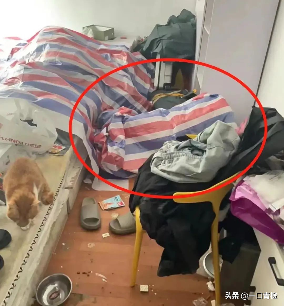 四川女子上门喂猫,女子兼职喂猫遇骚扰