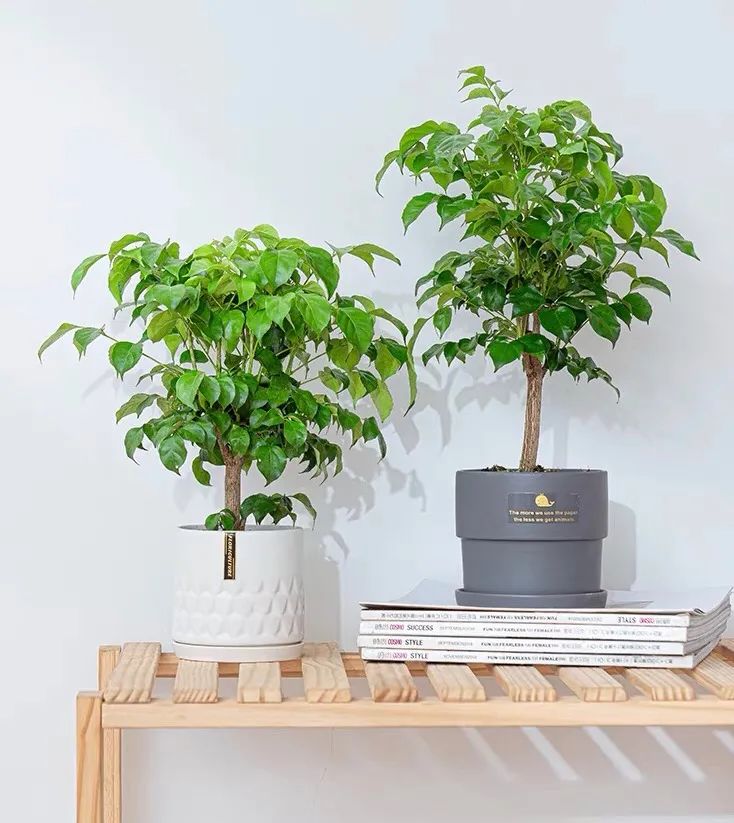 幸福树爱晒太阳吗,幸福树叶子浓绿是什么原因