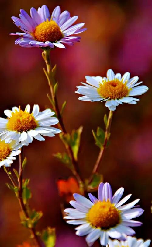 冷冬寒菊,冬菊与夏菊的区别