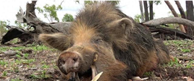 “猪肉热潮！野猪肉首度亮相市场，你绝对不能错过！”