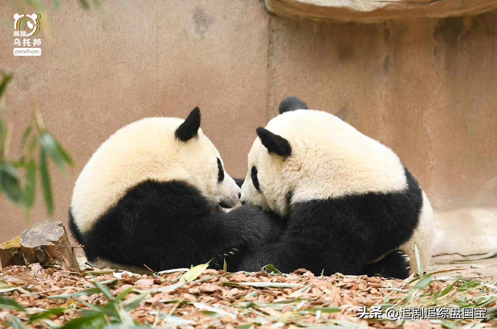 大熊猫金双金喜,大熊猫金喜金双