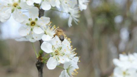 诗歌摘抄如梦令,古诗如梦令春景