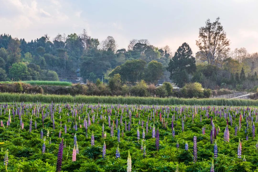 有一种云南的生活叫腾冲,腾冲旅行云南新攻略来袭