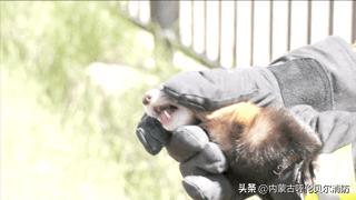 黄鼠狼跑超市好吗,黄鼠狼进超市偷蛋