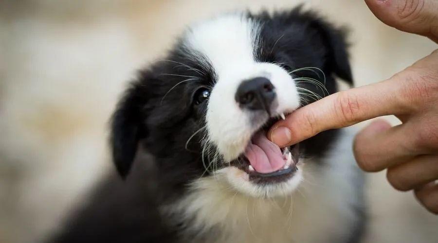 狗狗为什么会轻轻咬你,狗狗轻咬主人手啥意思