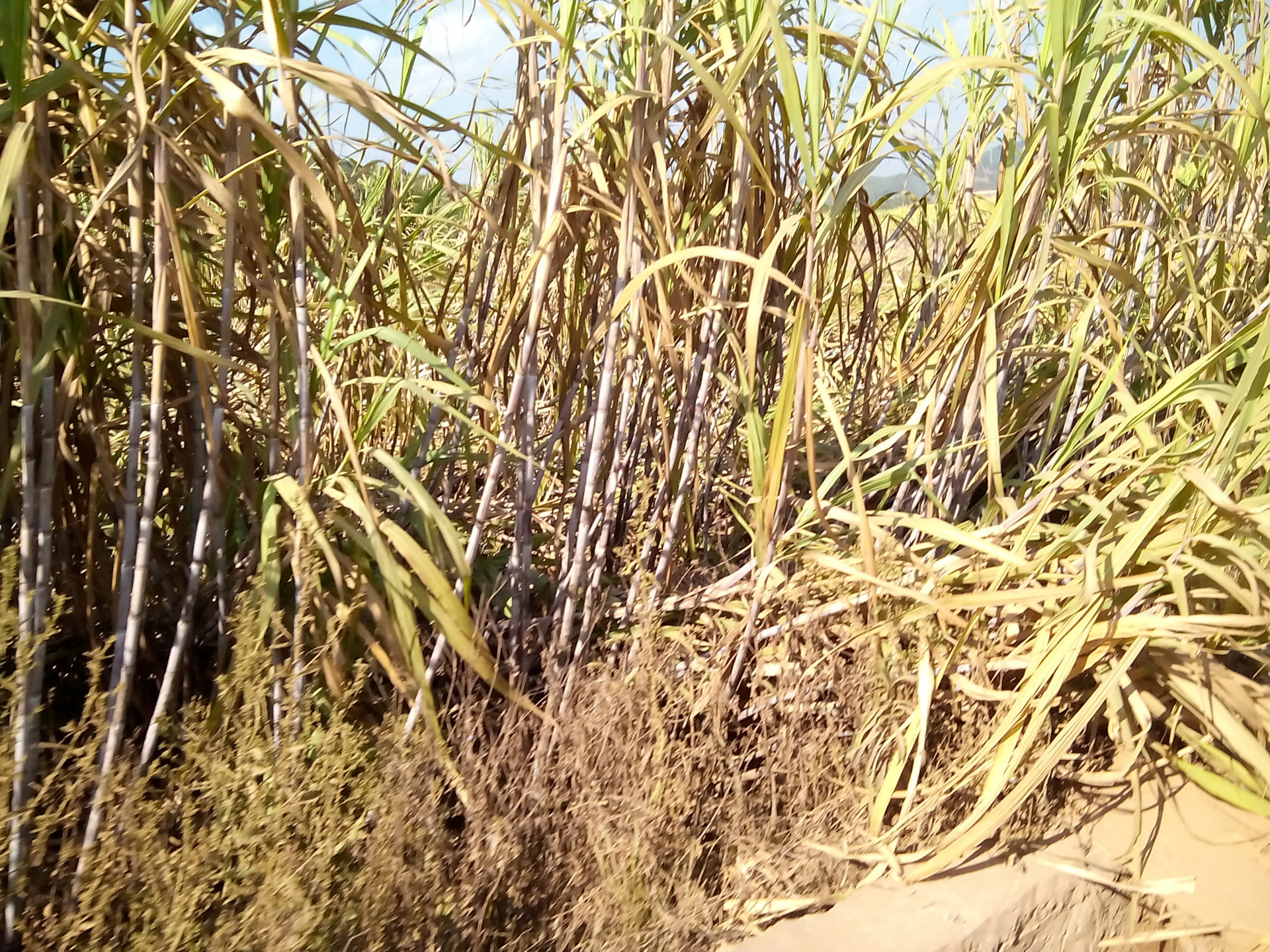 广西农民种植甘蔗一亩利润,广西种植甘蔗前景如何