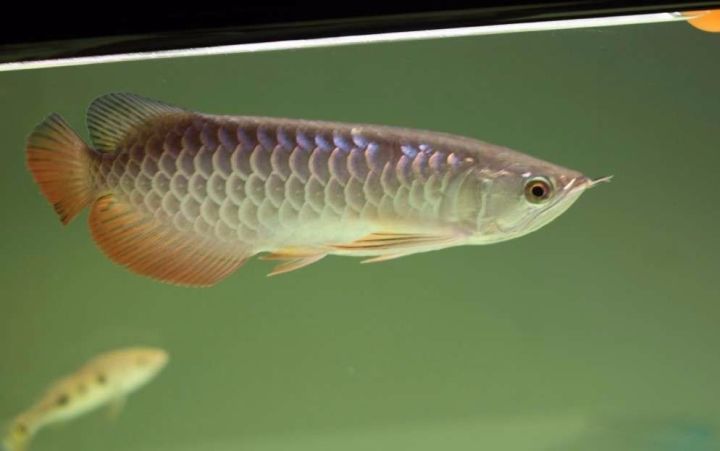 超极品蓝底过背被养成3流街货，最终死亡……