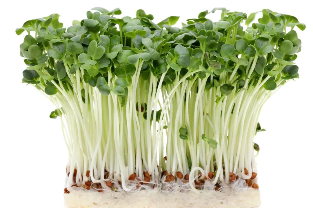 萝卜的这个小知识你知道了吗 (关于萝卜的百科知识有哪些)