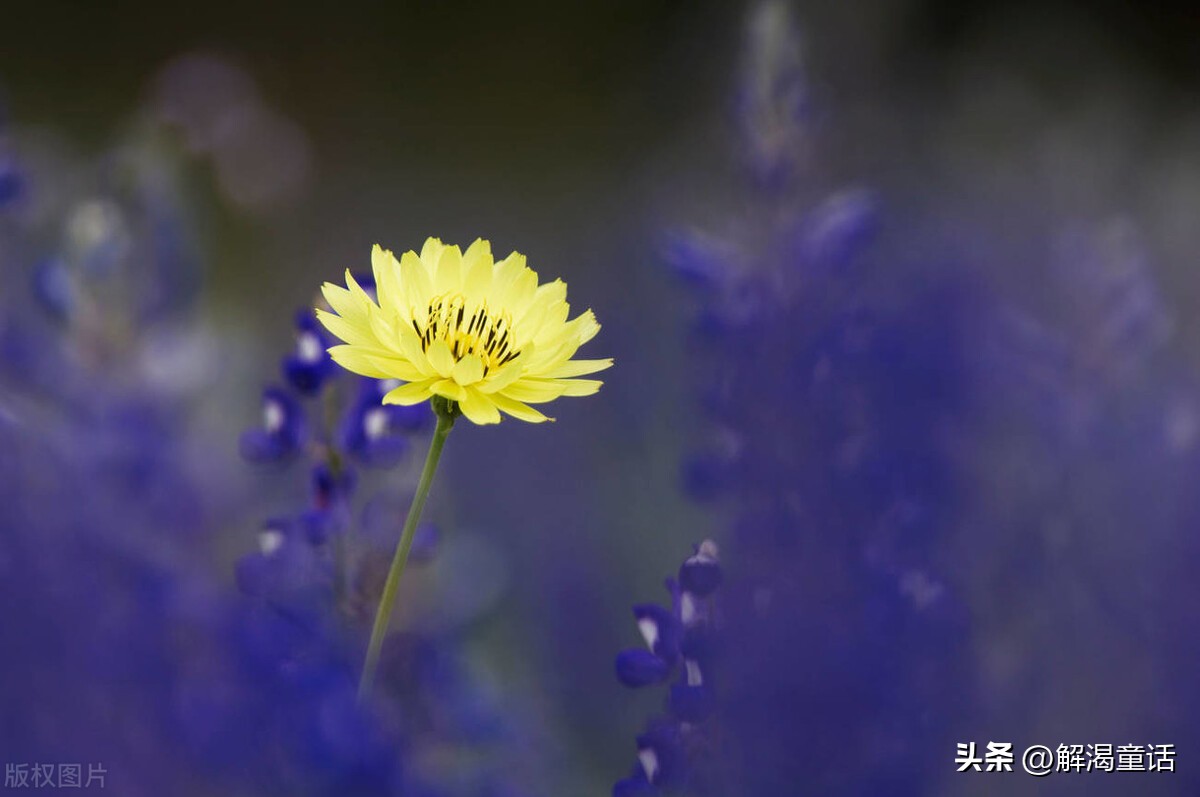 鍎跨鎶曟鎶ユ潕,鎶曟鎶ユ潕鍙よ瘲鍏ㄦ枃
