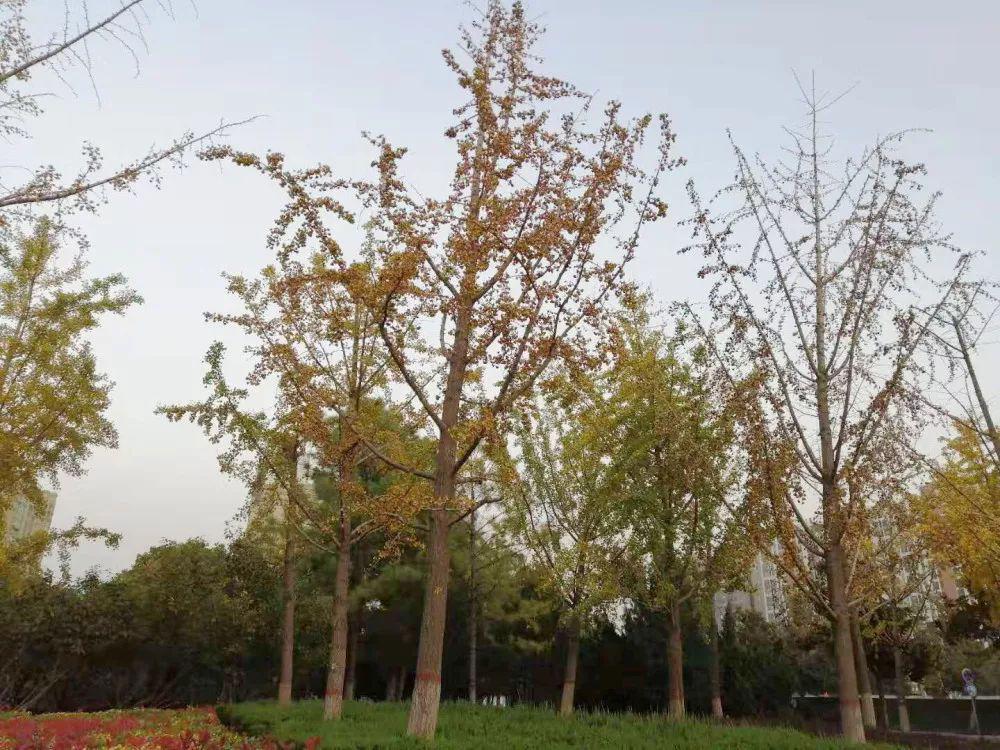 树木移植成活率要求,移栽大树怎么提高成活率最快