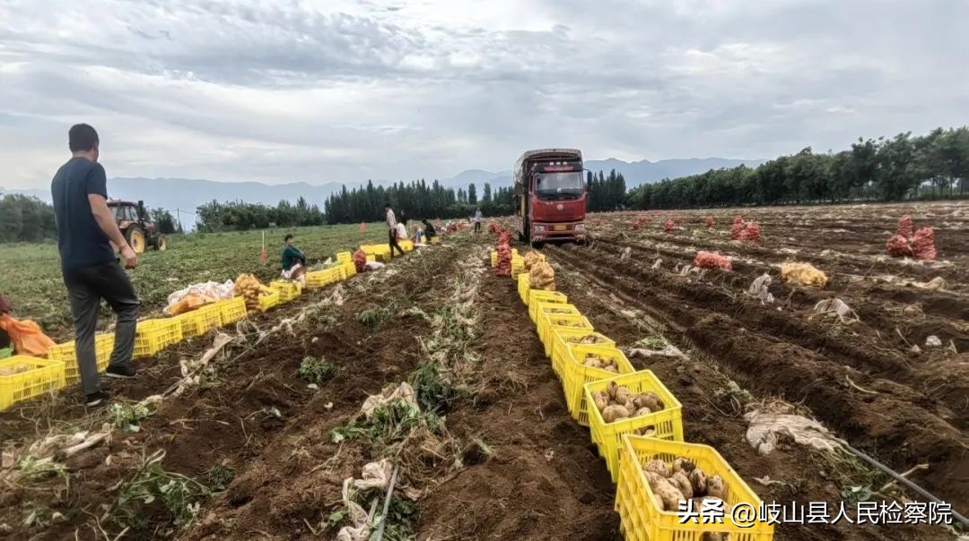 【乡村振兴】岐山县蔡家坡镇：土豆豆成为增收致富“金豆豆”